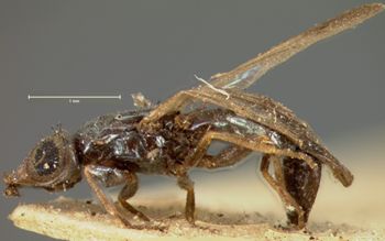 Media type: image;   Entomology 13275 Aspect: habitus lateral view